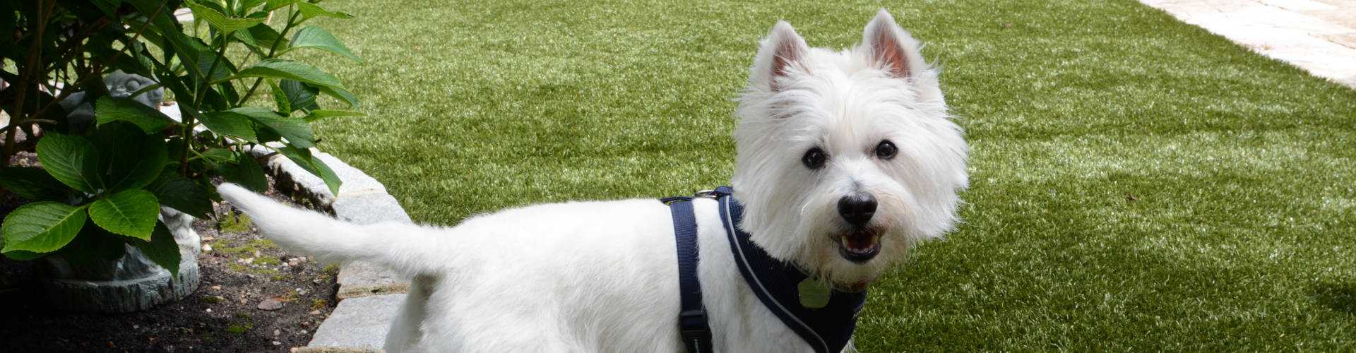 Oakley Pet Turf Maintenance