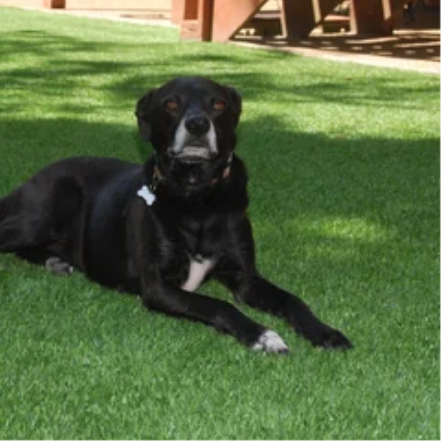 Black dog resting on a pet-friendly Oakley artificial turf backyard lawn