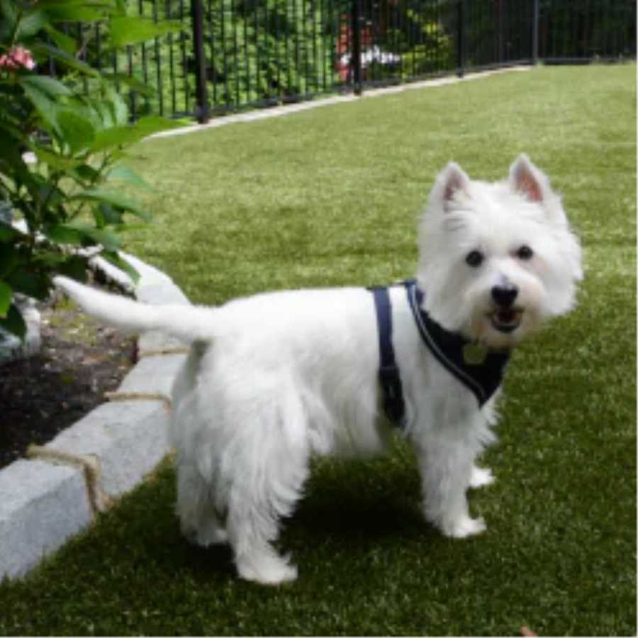 Pet Turf for Multi-Family Properties and Dog Parks in Oakley