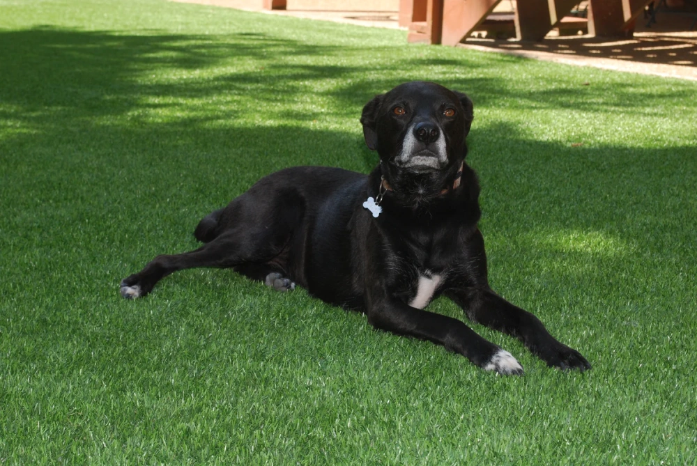 Black dog resting on a pet-friendly Oakley artificial turf backyard lawn