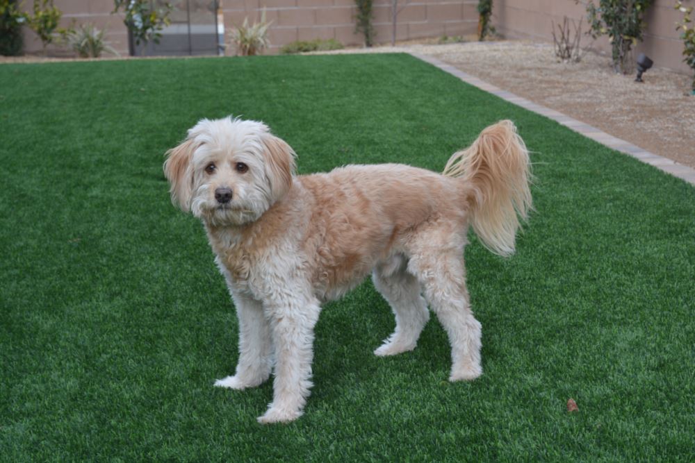 Oakley artificial grass landscaping